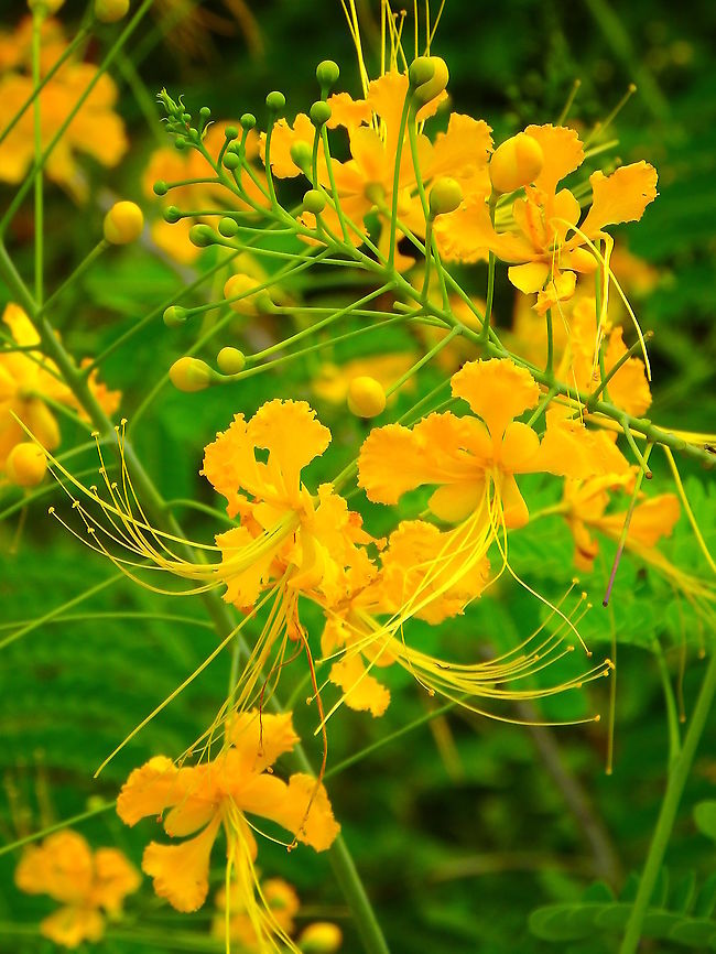 Peacock Flower - Caesalpinia pulcherrima  Caesalpinia pulcherrima,Fall,Geotagged,Malaysia