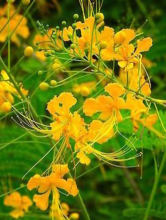 Peacock Flower - Caesalpinia pulcherrima  Caesalpinia pulcherrima,Fall,Geotagged,Malaysia