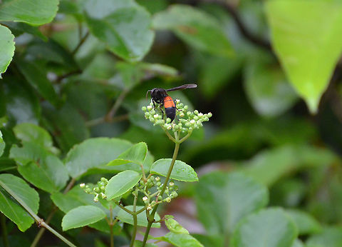Lesser-Banded Hornet - Vespa affinis Sukau, Kinabatangan River.
https://www.jungledragon.com/image/96009/lesser-banded_hornet_-_vespa_affinis.html Fall,Geotagged,Lesser banded hornet,Malaysia,Vespa affinis