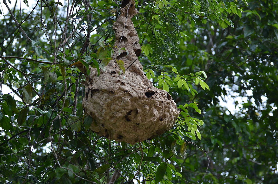 Lesser-Banded Hornet - Vespa affinis Nest by the Kinabatangan River. Fall,Geotagged,Lesser banded hornet,Malaysia,Vespa affinis
