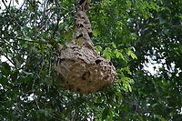 Lesser-Banded Hornet - Vespa affinis Nest by the Kinabatangan River. Fall,Geotagged,Lesser banded hornet,Malaysia,Vespa affinis