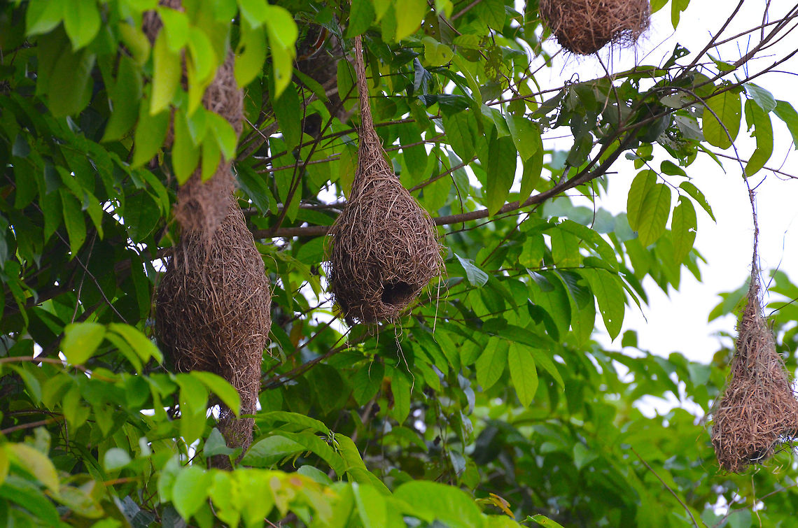 Baya Weavers Nests - Ploceus philippinus Abandoned but the guide said they return every year. Near Sepilok. Baya Weaver,Ploceus philippinus