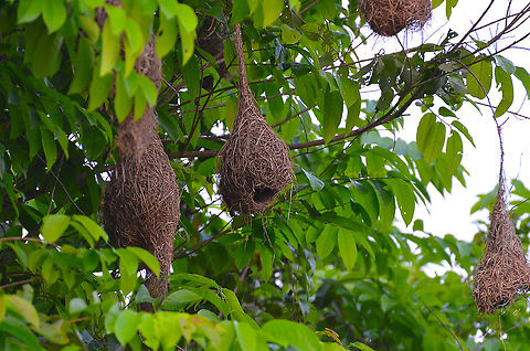 Baya Weavers Nests - Ploceus philippinus Abandoned but the guide said they return every year. Near Sepilok. Baya Weaver,Ploceus philippinus
