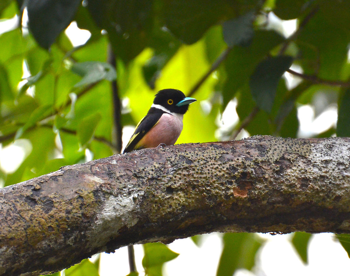 Black and Yellow Broadbill - Eurylaimus ochromalus This is one of the loveliest birdies we saw in Borneo.<br />
This one was in Sukau, in the shorelines of Kinabatangan River. Black-and-yellow broadbill,Eurylaimus ochromalus,Fall,Geotagged,Malaysia