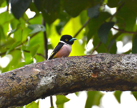 Black and Yellow Broadbill - Eurylaimus ochromalus This is one of the loveliest birdies we saw in Borneo.
This one was in Sukau, in the shorelines of Kinabatangan River. Black-and-yellow broadbill,Eurylaimus ochromalus,Fall,Geotagged,Malaysia