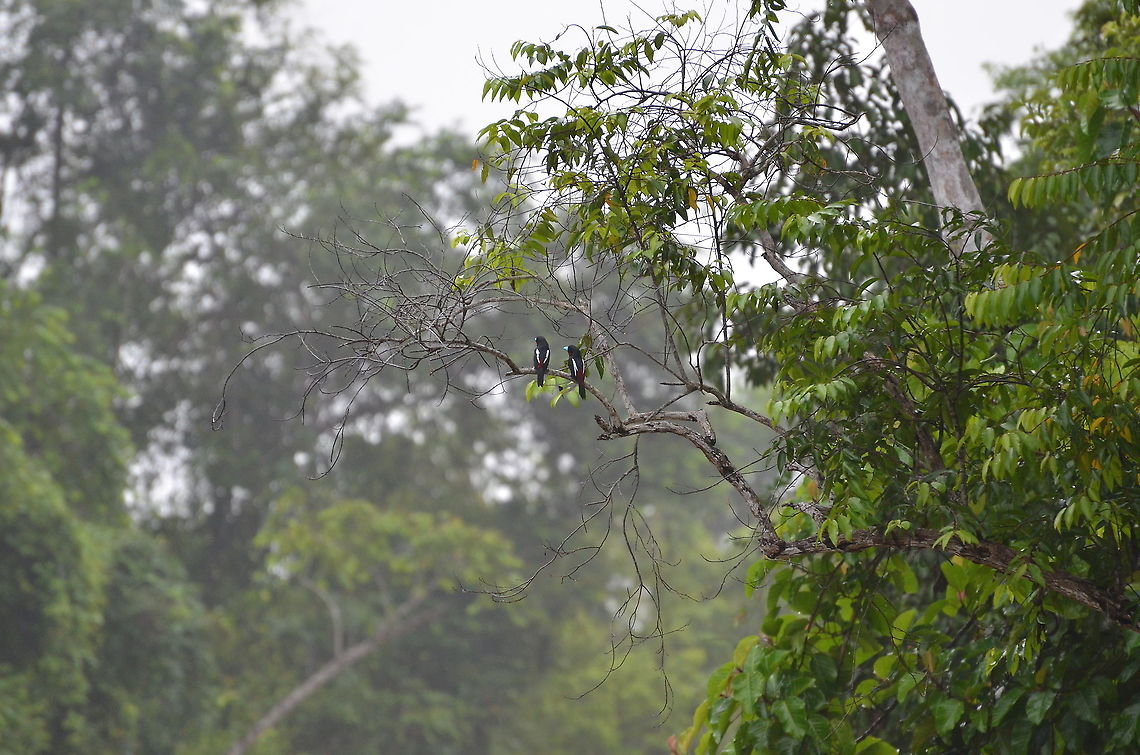 Black and Red Broadbill - Cymbirhynchus_macrorhynchos Kinabatangan riversides. Black-and-red broadbill,Cymbirhynchus macrorhynchos,Fall,Geotagged,Malaysia
