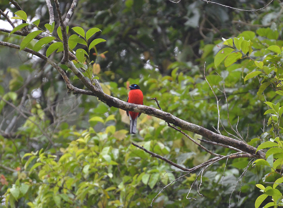 Scarlet-Rumped Trogon - Harpactes duvaucelii Kinabatangan riversides.<br />
With its blue yebrow it looks like taken from the "Angry Birds" cartoons :-)<br />
<figure class="photo"><a href="https://www.jungledragon.com/image/96014/scarlet-rumped_trogon_-_harpactes_duvaucelii.html" title="Scarlet-Rumped Trogon - Harpactes duvaucelii"><img src="https://s3.amazonaws.com/media.jungledragon.com/images/2298/96014_thumb.jpg?AWSAccessKeyId=05GMT0V3GWVNE7GGM1R2&Expires=1769040010&Signature=9BsCjHE95e33czPQwsQsKaWYdus%3D" width="200" height="150" alt="Scarlet-Rumped Trogon - Harpactes duvaucelii Kinabatangan riversides. Same individual as in previous picture, here you can see the back.<br />
https://www.jungledragon.com/image/96013/scarlet-rumped_trogon_-_harpactes_duvaucelii.html Fall,Geotagged,Harpactes duvaucelii,Malaysia,Scarlet-rumped trogon" /></a></figure> Fall,Geotagged,Harpactes duvaucelii,Malaysia,Scarlet-rumped trogon