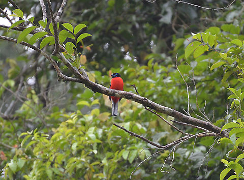Scarlet-Rumped Trogon - Harpactes duvaucelii Kinabatangan riversides.
With its blue yebrow it looks like taken from the "Angry Birds" cartoons :-)
https://www.jungledragon.com/image/96014/scarlet-rumped_trogon_-_harpactes_duvaucelii.html Fall,Geotagged,Harpactes duvaucelii,Malaysia,Scarlet-rumped trogon