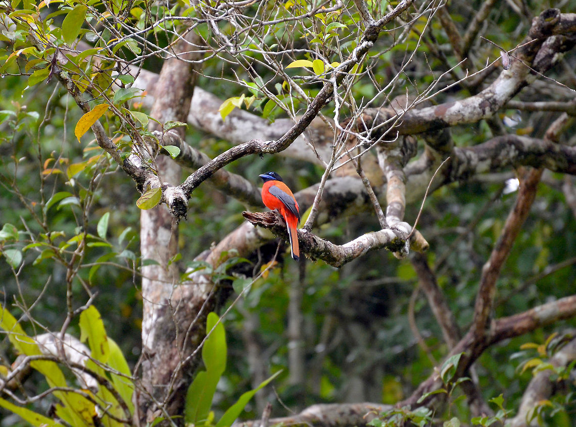 Scarlet-Rumped Trogon - Harpactes duvaucelii Kinabatangan riversides. Same individual as in previous picture, here you can see the back.<br />
<figure class="photo"><a href="https://www.jungledragon.com/image/96013/scarlet-rumped_trogon_-_harpactes_duvaucelii.html" title="Scarlet-Rumped Trogon - Harpactes duvaucelii"><img src="https://s3.amazonaws.com/media.jungledragon.com/images/2298/96013_thumb.jpg?AWSAccessKeyId=05GMT0V3GWVNE7GGM1R2&Expires=1759968010&Signature=dIfQl6I834kXW8RJMMUNGoEAHxc%3D" width="200" height="148" alt="Scarlet-Rumped Trogon - Harpactes duvaucelii Kinabatangan riversides.<br />
With its blue yebrow it looks like taken from the &quot;Angry Birds&quot; cartoons :-)<br />
https://www.jungledragon.com/image/96014/scarlet-rumped_trogon_-_harpactes_duvaucelii.html Fall,Geotagged,Harpactes duvaucelii,Malaysia,Scarlet-rumped trogon" /></a></figure> Fall,Geotagged,Harpactes duvaucelii,Malaysia,Scarlet-rumped trogon