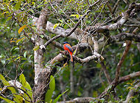 Scarlet-Rumped Trogon - Harpactes duvaucelii Kinabatangan riversides. Same individual as in previous picture, here you can see the back.<br />
https://www.jungledragon.com/image/96013/scarlet-rumped_trogon_-_harpactes_duvaucelii.html Fall,Geotagged,Harpactes duvaucelii,Malaysia,Scarlet-rumped trogon