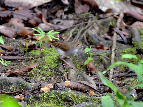 White-chested Babbler - Pellorneum rostratum Also seen in the riversides of Kinabatangan, in an area of Mangroves. Fall,Geotagged,Malaysia,Trichastoma rostratum,White-chested babbler