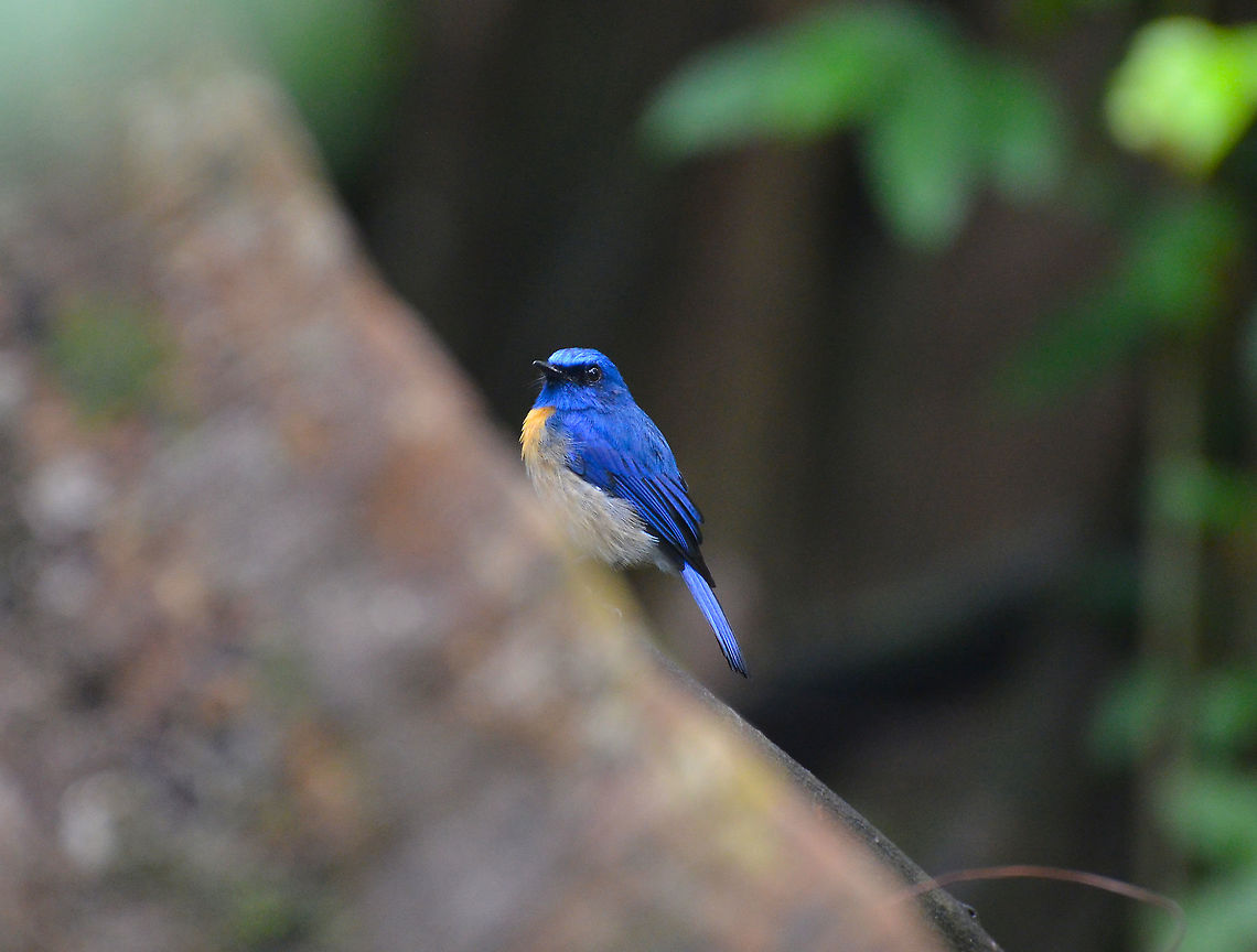 Malaysian_Blue Flycatcher - Cyornis turcosus Kinabatangan riversides. Cyornis turcosus,Fall,Geotagged,Malaysia,Malaysian blue flycatcher