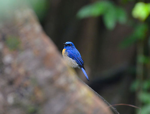 Malaysian_Blue Flycatcher - Cyornis turcosus Kinabatangan riversides. Cyornis turcosus,Fall,Geotagged,Malaysia,Malaysian blue flycatcher