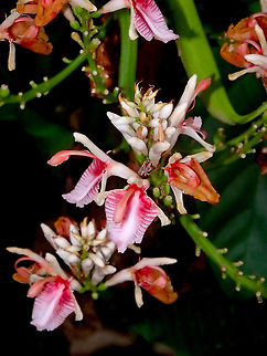 Shell Ginger - Alpinia havilandii  Alpinia havilandii,Fall,Geotagged,Malaysia,Shell Ginger