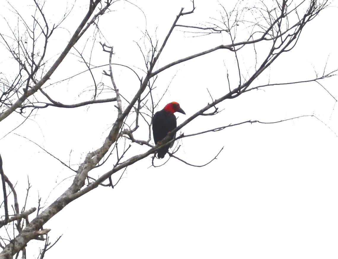 Bornean Bristlehead - Pityriasis gymnocephala A bird symbol in Borneo, yet rare to see. Our guide was very happy when we saw it. Unfortunately in a cloudy afternoon and far away from us, this is our best shot. Bornean bristlehead,Fall,Geotagged,Malaysia,Pityriasis gymnocephala
