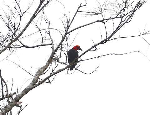 Bornean Bristlehead - Pityriasis gymnocephala A bird symbol in Borneo, yet rare to see. Our guide was very happy when we saw it. Unfortunately in a cloudy afternoon and far away from us, this is our best shot. Bornean bristlehead,Fall,Geotagged,Malaysia,Pityriasis gymnocephala