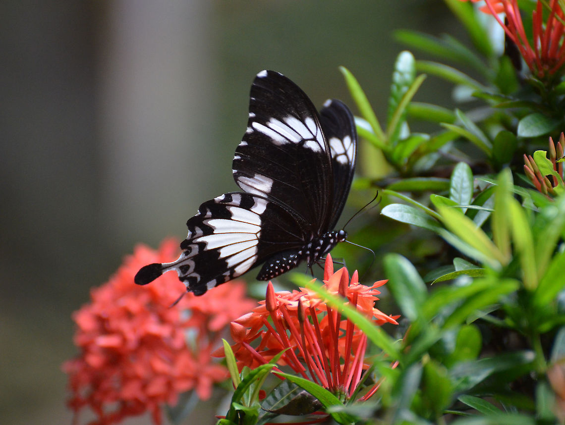 Balck and White Helen - Papilio nephelus albolineatus Sukau. Fall,Geotagged,Malaysia,Papilio nephelus