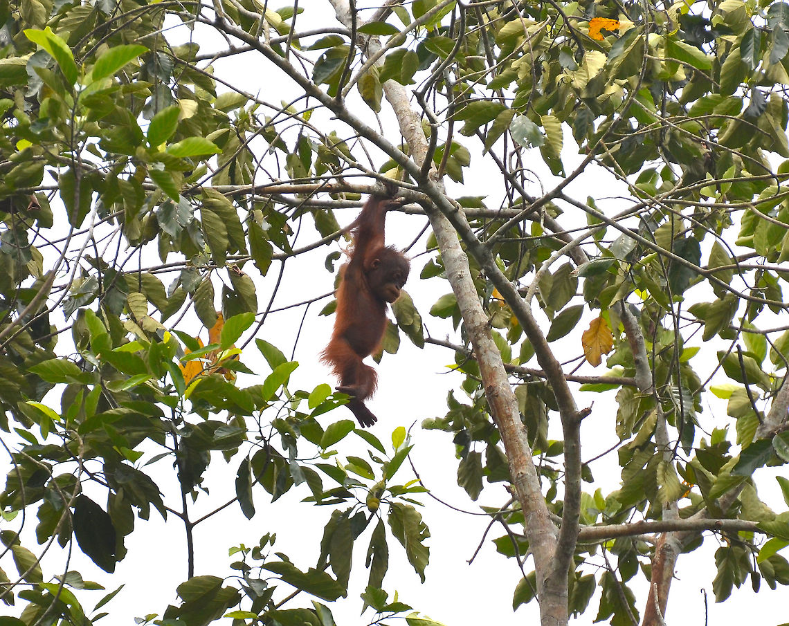 Orangutan Toddler - Pongo pygmaeus This toddler orangutan lived with his mother in some tress in the back of our lodge and was already doing some acrobatics on his/her own. Sukau. Bornean orangutan,Fall,Geotagged,Malaysia,Pongo pygmaeus
