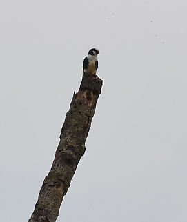 Bornean Falconet - Microhierax latifrons Is a very cute and small falconet, 14&ndash;17 cm, endemic to Bonreo. We always saw them perched at the top of a dead tree, often in the evenings. Sukau. Fall,Geotagged,Malaysia,Microhierax latifrons,White-fronted falconet