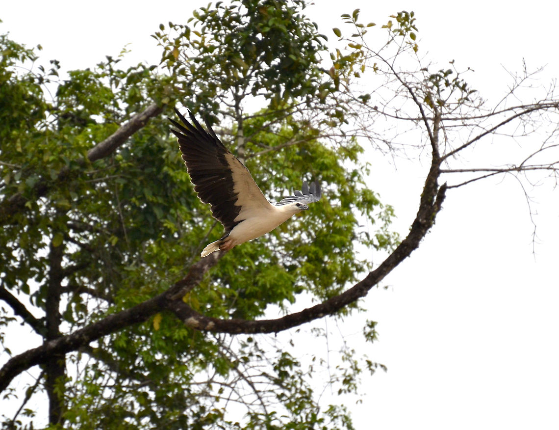 White-bellied sea eagle - Haliaeetus leucogaster Kinabatangan riversides. Fall,Geotagged,Haliaeetus leucogaster,Malaysia,White-bellied Sea Eagle