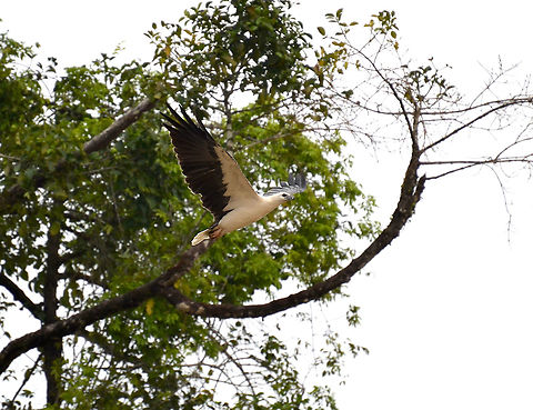 White-bellied sea eagle - Haliaeetus leucogaster Kinabatangan riversides. Fall,Geotagged,Haliaeetus leucogaster,Malaysia,White-bellied Sea Eagle
