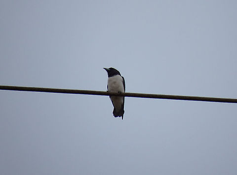 White-breasted woodswallow -Artamus leucorynchus Kinabatangan. Artamus leucorynchus,Fall,Geotagged,Malaysia,White-breasted woodswallow