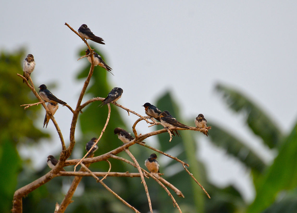 Pacific Swallow - Hirundo tahitica Kinabatangan River. Fall,Geotagged,Hirundo tahitica,Malaysia,Pacific swallow