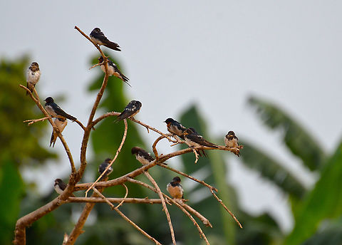 Pacific Swallow - Hirundo tahitica Kinabatangan River. Fall,Geotagged,Hirundo tahitica,Malaysia,Pacific swallow