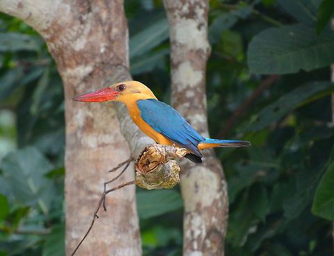 Stork-billed Kingfisher - Pelargopsis capensis Kinabatangan riversides. Fall,Geotagged,Malaysia,Pelargopsis capensis,Stork-billed Kingfisher