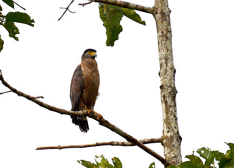 Crested Serpent Eagle - Spilornis cheela Kinabatangan riversides. Crested Serpent Eagle,Fall,Geotagged,Malaysia,Spilornis cheela