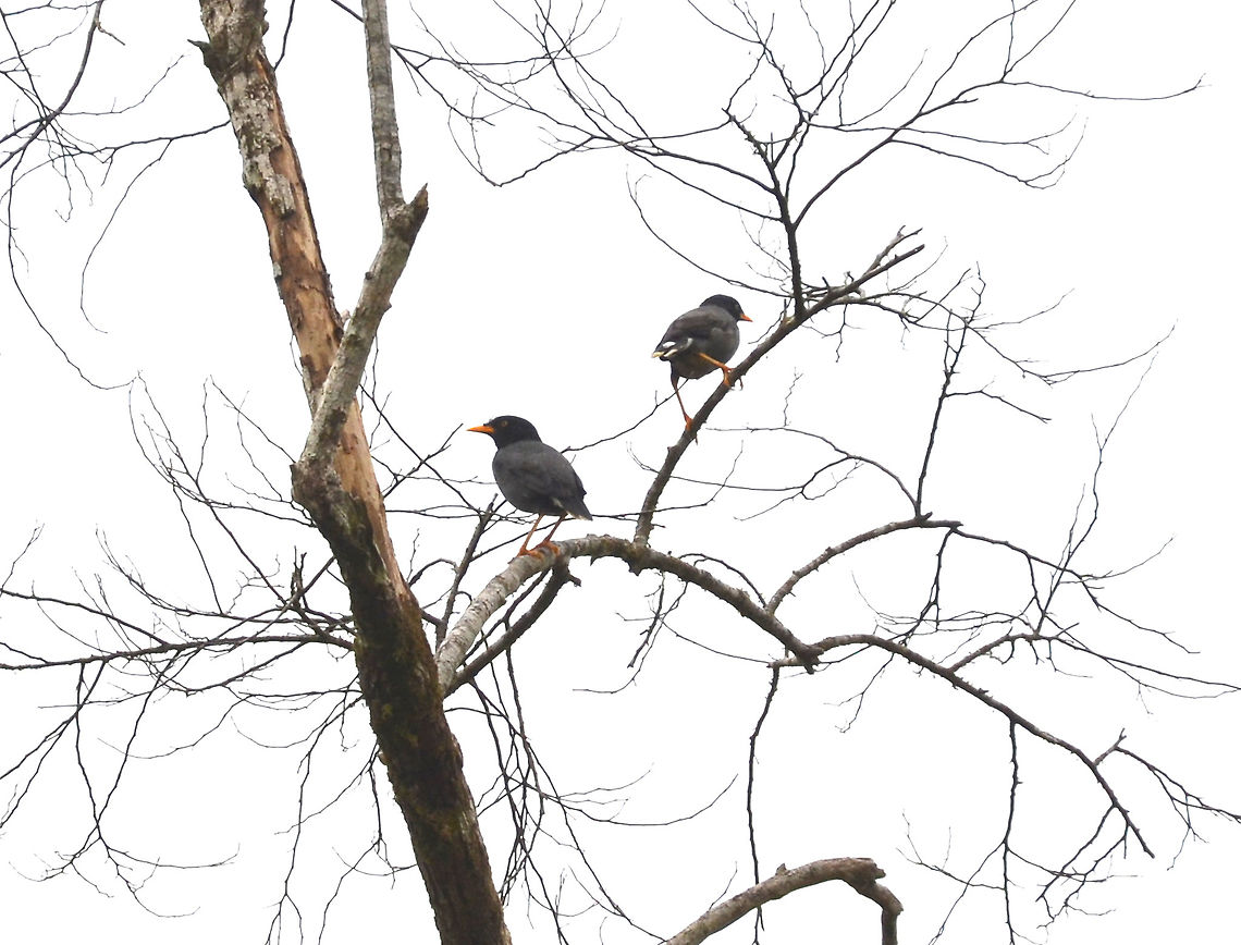 Javan Myna - Acridotheres javanicus Kinabatangan riversides. Acridotheres javanicus,Fall,Geotagged,Javan Myna,Malaysia