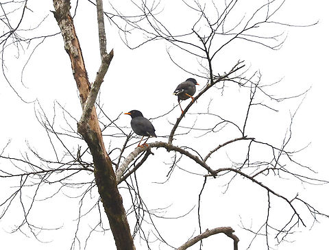 Javan Myna - Acridotheres javanicus Kinabatangan riversides. Acridotheres javanicus,Fall,Geotagged,Javan Myna,Malaysia