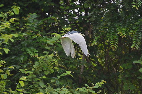 Black-crowned night heron - Nycticorax nycticorax Kinabatangan riversides. Black-crowned night heron,Fall,Geotagged,Malaysia,Nycticorax nycticorax