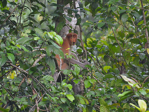 Proboscis monkey - Nasalis larvatus Kinabatangan riversides. Fall,Geotagged,Malaysia,Nasalis larvatus,Proboscis monkey