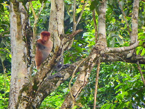 Proboscis monkeys - Nasalis larvatus Kinabatangan riversides. Fall,Geotagged,Malaysia,Nasalis larvatus,Proboscis monkey