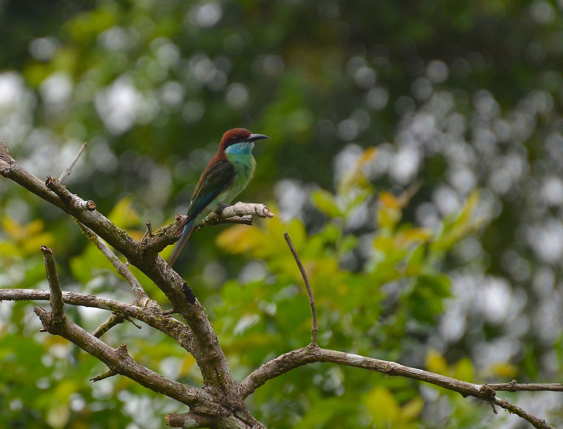 Blue-throated Bee Eater - Merops viridis Kinabatangan riversides. Blue-throated bee-eater,Fall,Geotagged,Malaysia,Merops viridis