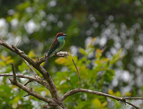 Blue-throated Bee Eater - Merops viridis Kinabatangan riversides. Blue-throated bee-eater,Fall,Geotagged,Malaysia,Merops viridis