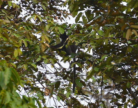 Silvery Lutung - Trachypithecus cristatus Kinabatangan riversides. Fall,Geotagged,Malaysia,Silvery lutung,Trachypithecus cristatus