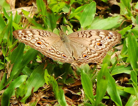 Gray pansy - Junonia atlites Sukau's lodge grass. Geotagged,Gray pansy,Junonia atlites,Malaysia,Summer