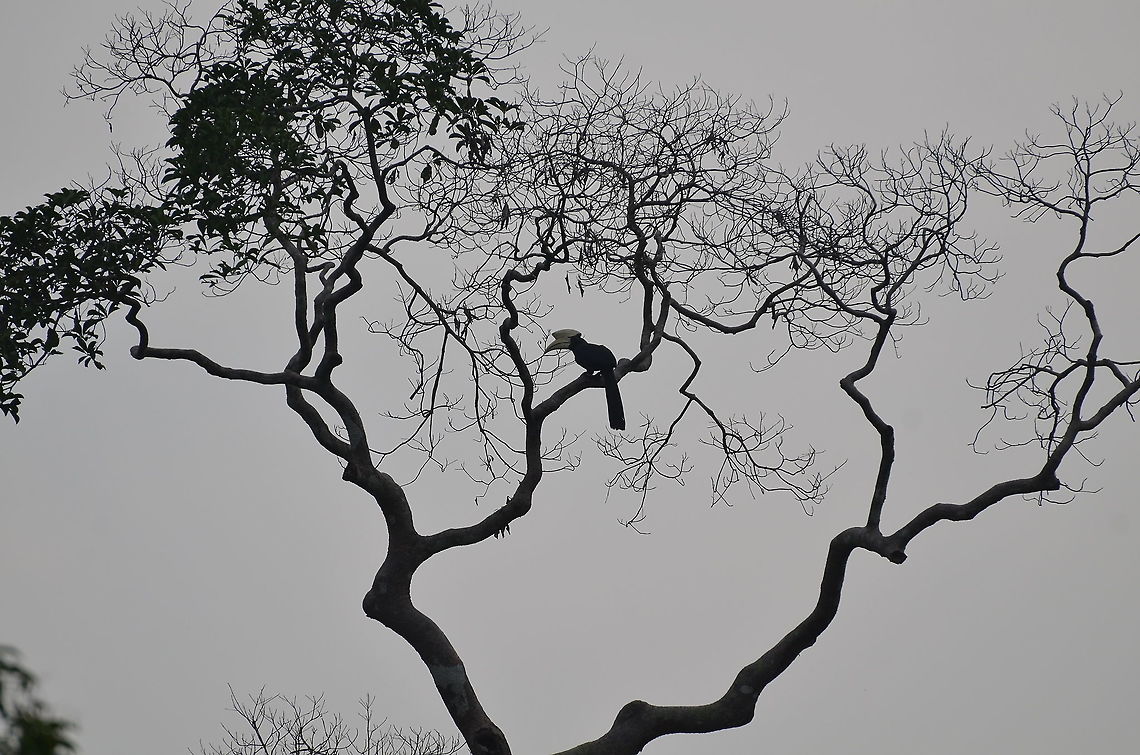 Black Hornbill - Anthracoceros malayanus Kinabatangan riversides. Anthracoceros malayanus,Black Hornbill,Fall,Geotagged,Malaysia