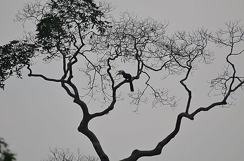Black Hornbill - Anthracoceros malayanus Kinabatangan riversides. Anthracoceros malayanus,Black Hornbill,Fall,Geotagged,Malaysia