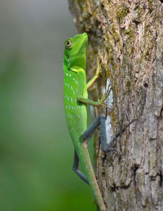 Green crested lizard - Bronchocela cristatella  Bronchocela cristatella,Fall,Geotagged,Green Crested Lizard,Malaysia