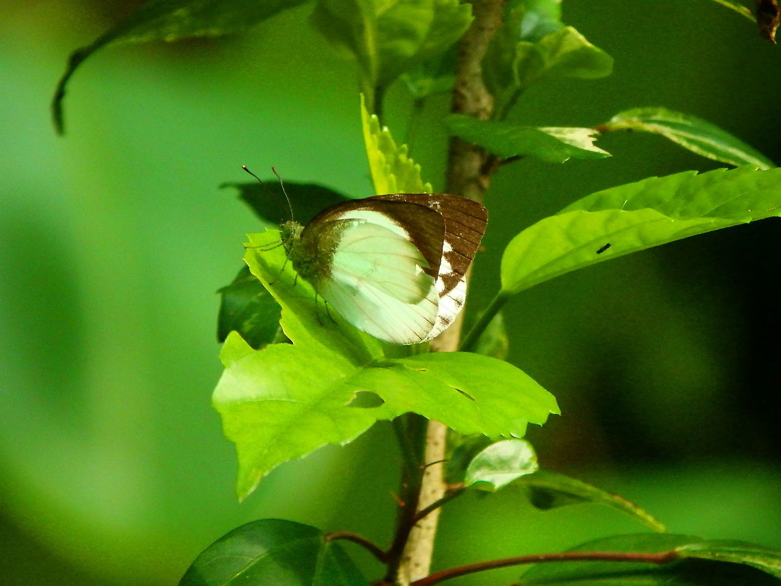 Forest White - Appias aegis Sukau, lodge gardens. Appias aegis,Forest white,Geotagged,Malaysia,Summer