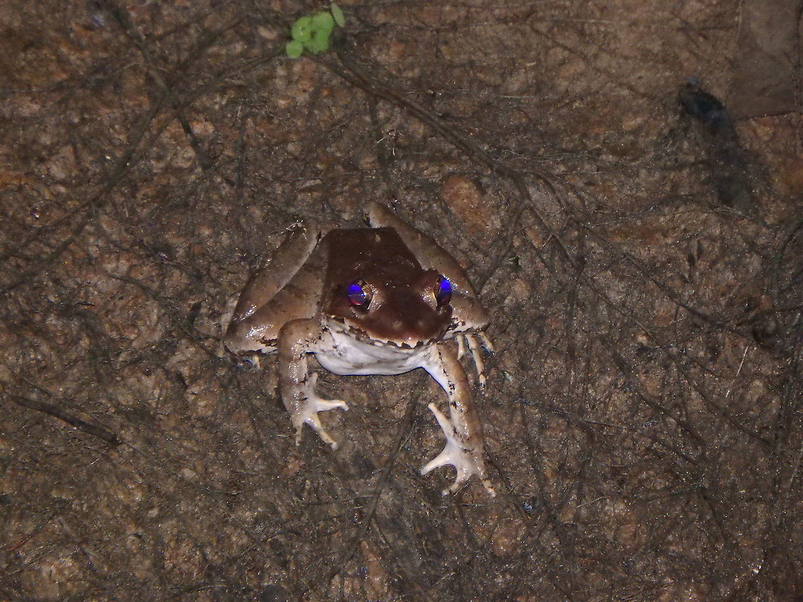 Greater Swamp Frog - Limnonectes malesianus Kinabatangan river, at night. Psychedelic flash light effect in the frog&#039;s eyes. Fall,Geotagged,Limnonectes malesianus,Malaysia,Malesian frog