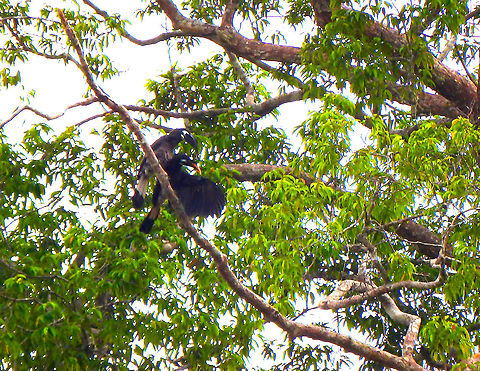 Bushy-crested Hornbill - Anorrhinus galeritus This is a funny picture..it looks as if the male is pointing the female the way to go next and indeed they went that way :-)
https://www.jungledragon.com/image/96259/bushy-crested_hornbill_-_anorrhinus_galeritus.html Anorrhinus galeritus,Bushy-crested hornbill,Fall,Geotagged,Malaysia