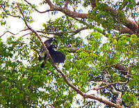 Bushy-crested Hornbill - Anorrhinus galeritus This is a funny picture..it looks as if the male is pointing the female the way to go next and indeed they went that way :-)<br />
https://www.jungledragon.com/image/96259/bushy-crested_hornbill_-_anorrhinus_galeritus.html Anorrhinus galeritus,Bushy-crested hornbill,Fall,Geotagged,Malaysia