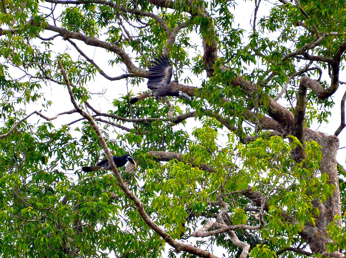 Bushy-crested Hornbill - Anorrhinus galeritus C'mon baby, let's go this way. <br />
Ok!<br />
<figure class="photo"><a href="https://www.jungledragon.com/image/96258/bushy-crested_hornbill_-_anorrhinus_galeritus.html" title="Bushy-crested Hornbill - Anorrhinus galeritus"><img src="https://s3.amazonaws.com/media.jungledragon.com/images/2298/96258_thumb.jpg?AWSAccessKeyId=05GMT0V3GWVNE7GGM1R2&Expires=1769040010&Signature=I0nfNvyaiWkbYyIU7TZi2LoQ%2BBI%3D" width="200" height="156" alt="Bushy-crested Hornbill - Anorrhinus galeritus This is a funny picture..it looks as if the male is pointing the female the way to go next and indeed they went that way :-)<br />
https://www.jungledragon.com/image/96259/bushy-crested_hornbill_-_anorrhinus_galeritus.html Anorrhinus galeritus,Bushy-crested hornbill,Fall,Geotagged,Malaysia" /></a></figure> Anorrhinus galeritus,Bushy-crested hornbill,Fall,Geotagged,Malaysia