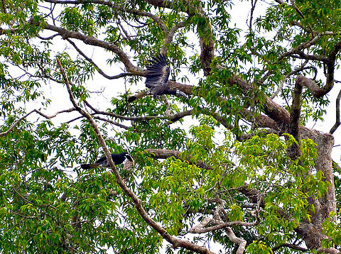 Bushy-crested Hornbill - Anorrhinus galeritus C'mon baby, let's go this way. 
Ok!
https://www.jungledragon.com/image/96258/bushy-crested_hornbill_-_anorrhinus_galeritus.html Anorrhinus galeritus,Bushy-crested hornbill,Fall,Geotagged,Malaysia