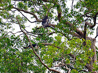 Bushy-crested Hornbill - Anorrhinus galeritus C'mon baby, let's go this way. <br />
Ok!<br />
https://www.jungledragon.com/image/96258/bushy-crested_hornbill_-_anorrhinus_galeritus.html Anorrhinus galeritus,Bushy-crested hornbill,Fall,Geotagged,Malaysia