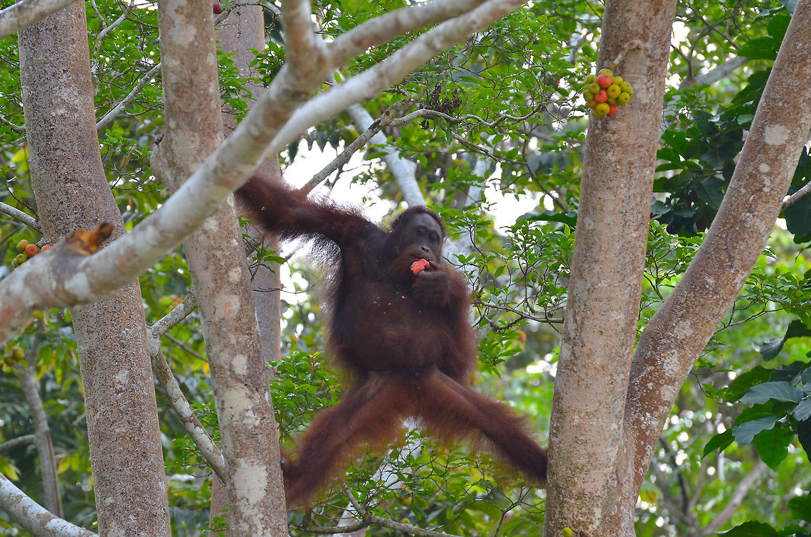 Orangutan - Pongo pygmaeus Gorging on fruits. Bornean orangutan,Fall,Geotagged,Malaysia,Pongo pygmaeus